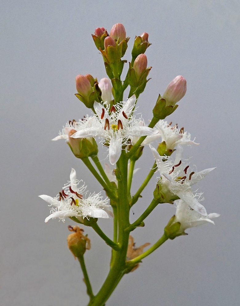 Image of Menyanthes trifoliata specimen.