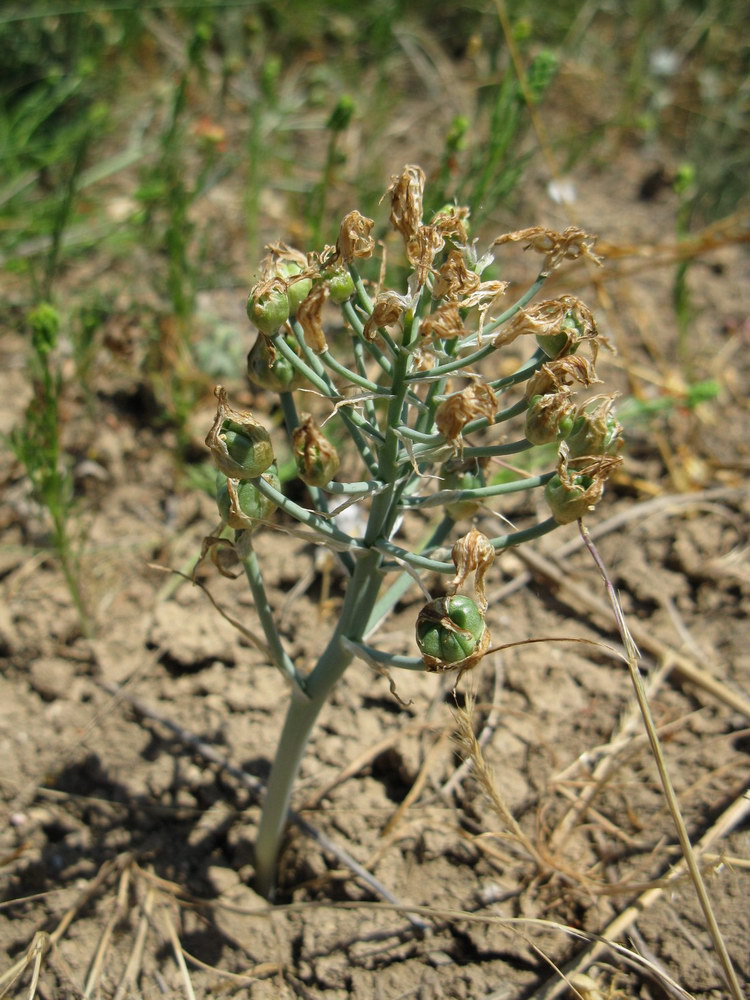 Image of Ornithogalum navaschinii specimen.