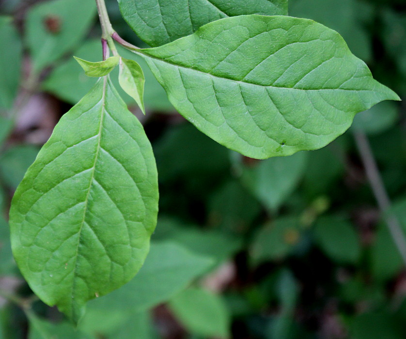 Image of Syringa josikaea specimen.