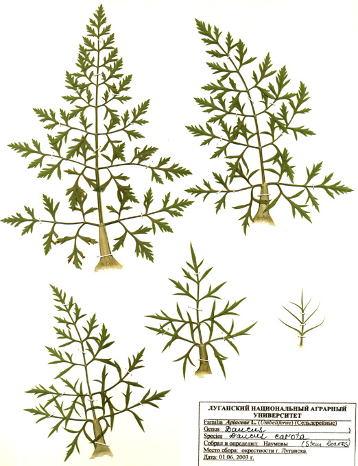 Изображение особи Daucus carota.