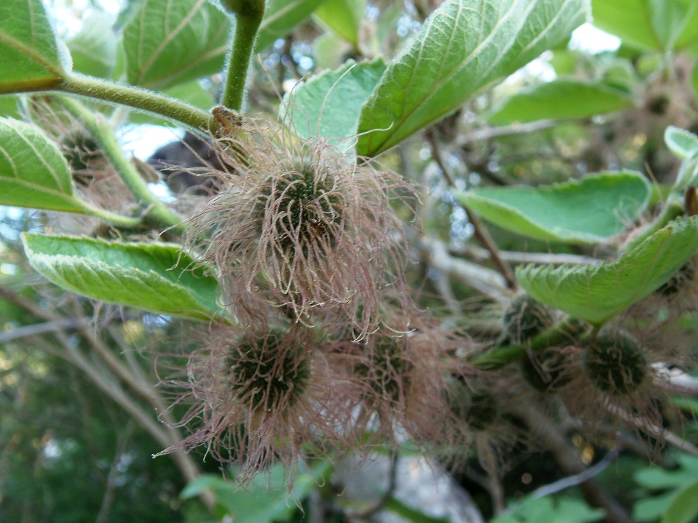 Изображение особи Broussonetia papyrifera.