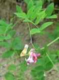 Lathyrus niger