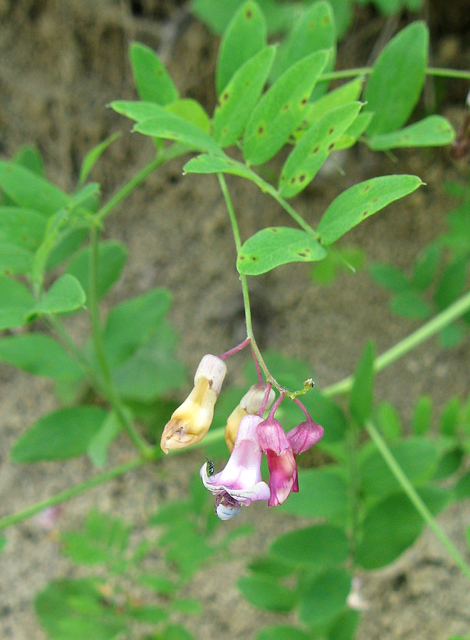 Image of Lathyrus niger specimen.