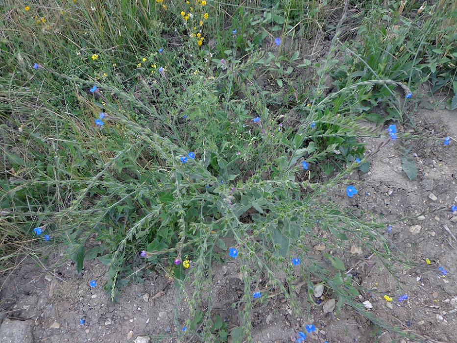 Изображение особи Anchusa azurea.