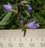 Campanula bononiensis. Часть побега с цветками. Ростовская обл., Азовский р-н, побережье Таганрогского залива в окр. косы Очаковская, склон надбереговой террасы, под кустарником. 04.07.2012.