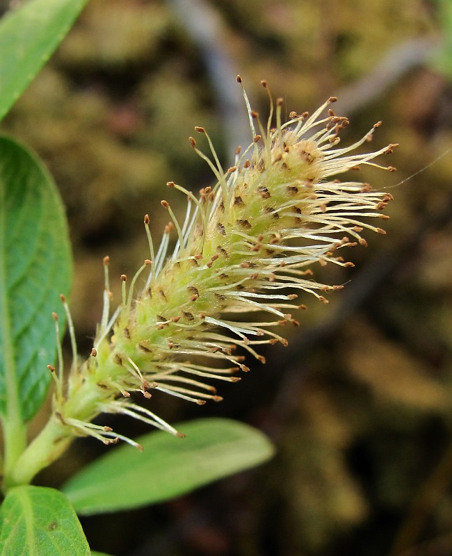 Image of Salix arbuscula specimen.