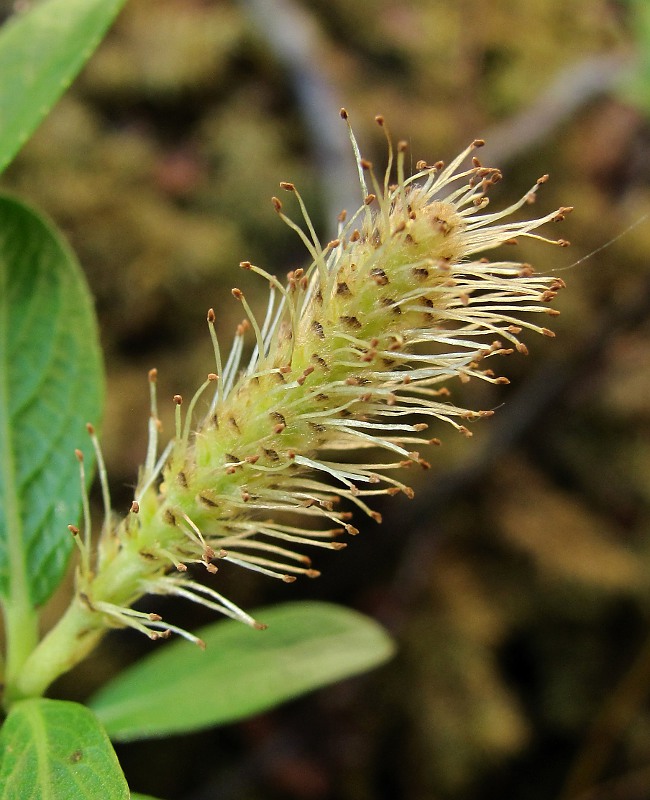 Изображение особи Salix arbuscula.