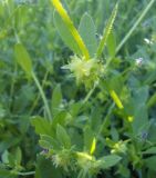 Asperugo procumbens