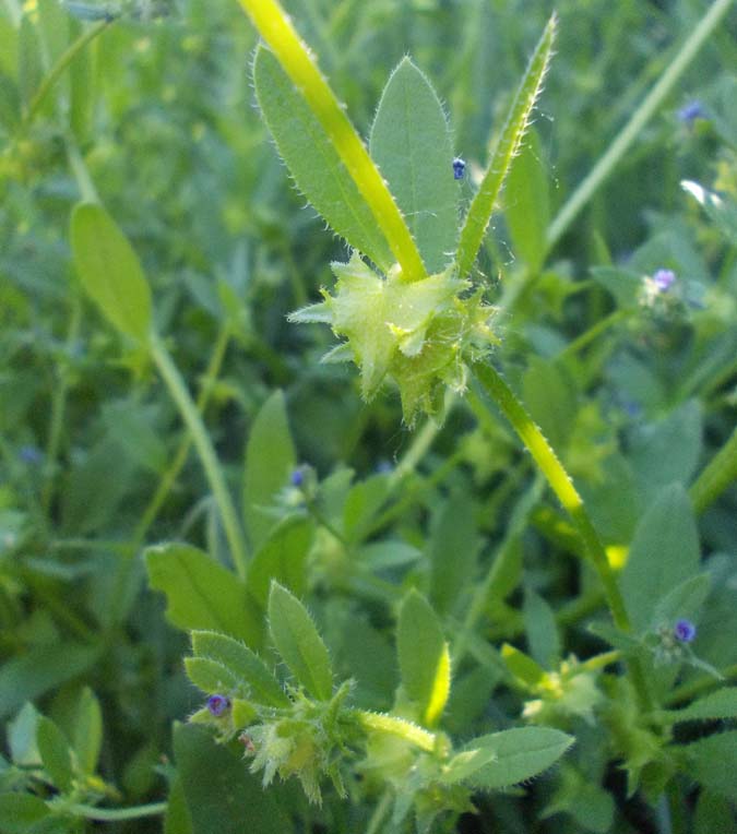 Image of Asperugo procumbens specimen.