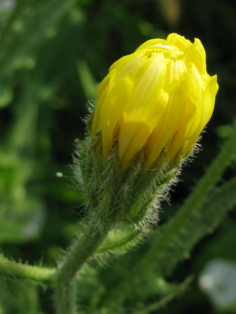 Image of Crepis rhoeadifolia specimen.