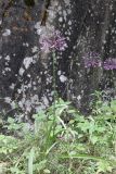 Allium sarawschanicum