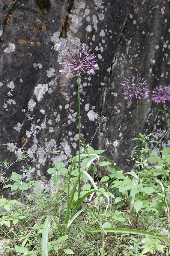 Image of Allium sarawschanicum specimen.