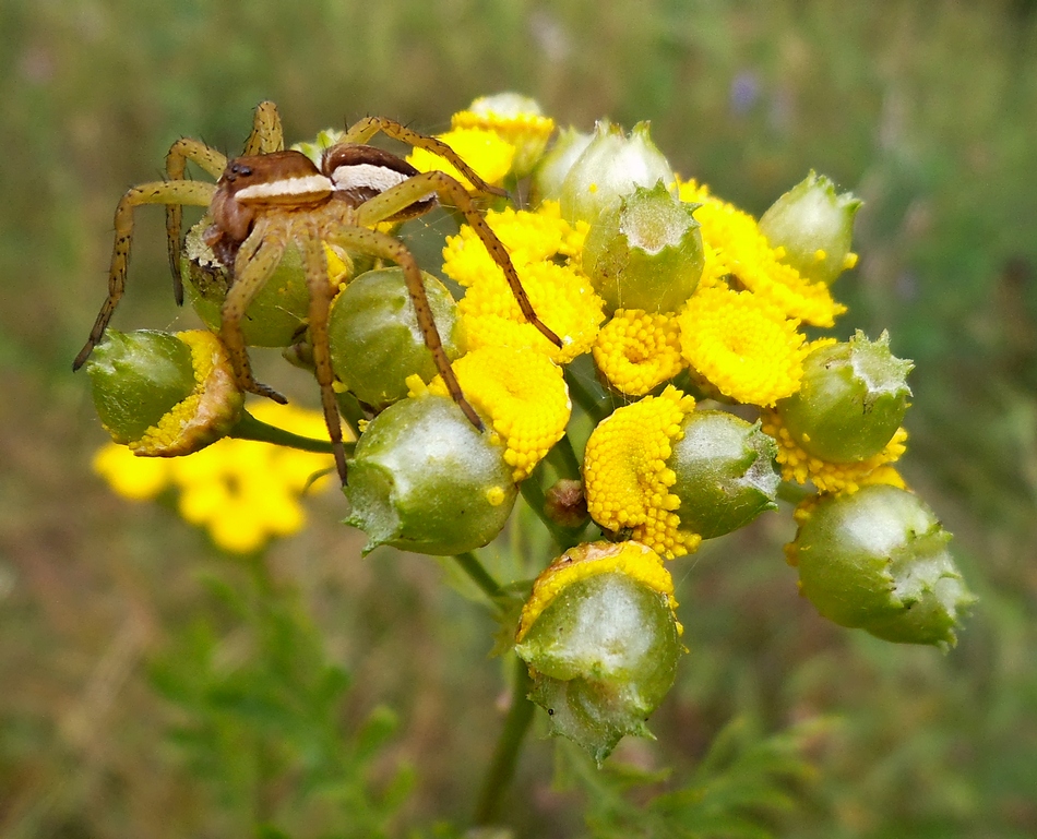 Image of Tanacetum vulgare specimen.