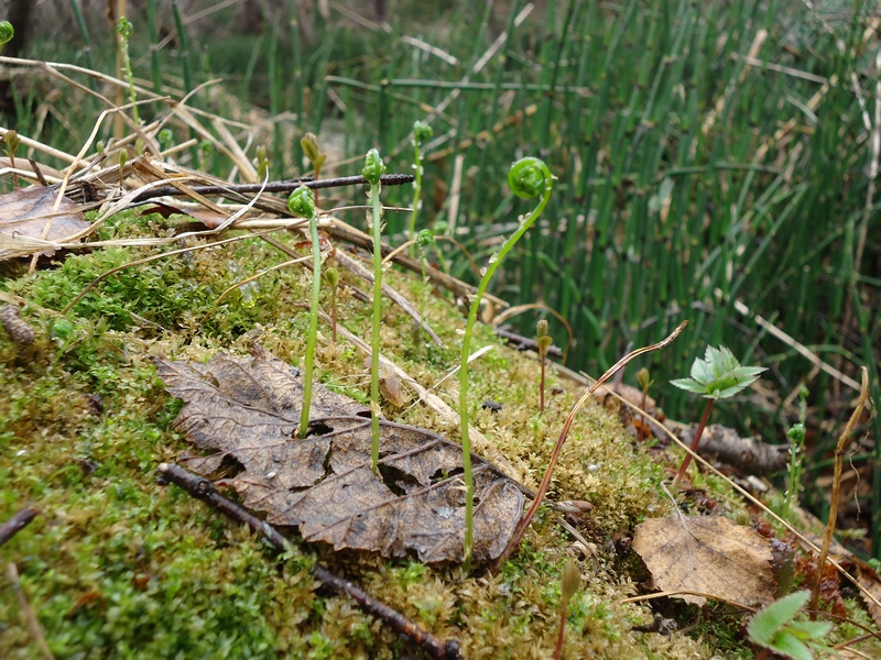 Image of Gymnocarpium dryopteris specimen.