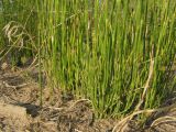 Equisetum ramosissimum