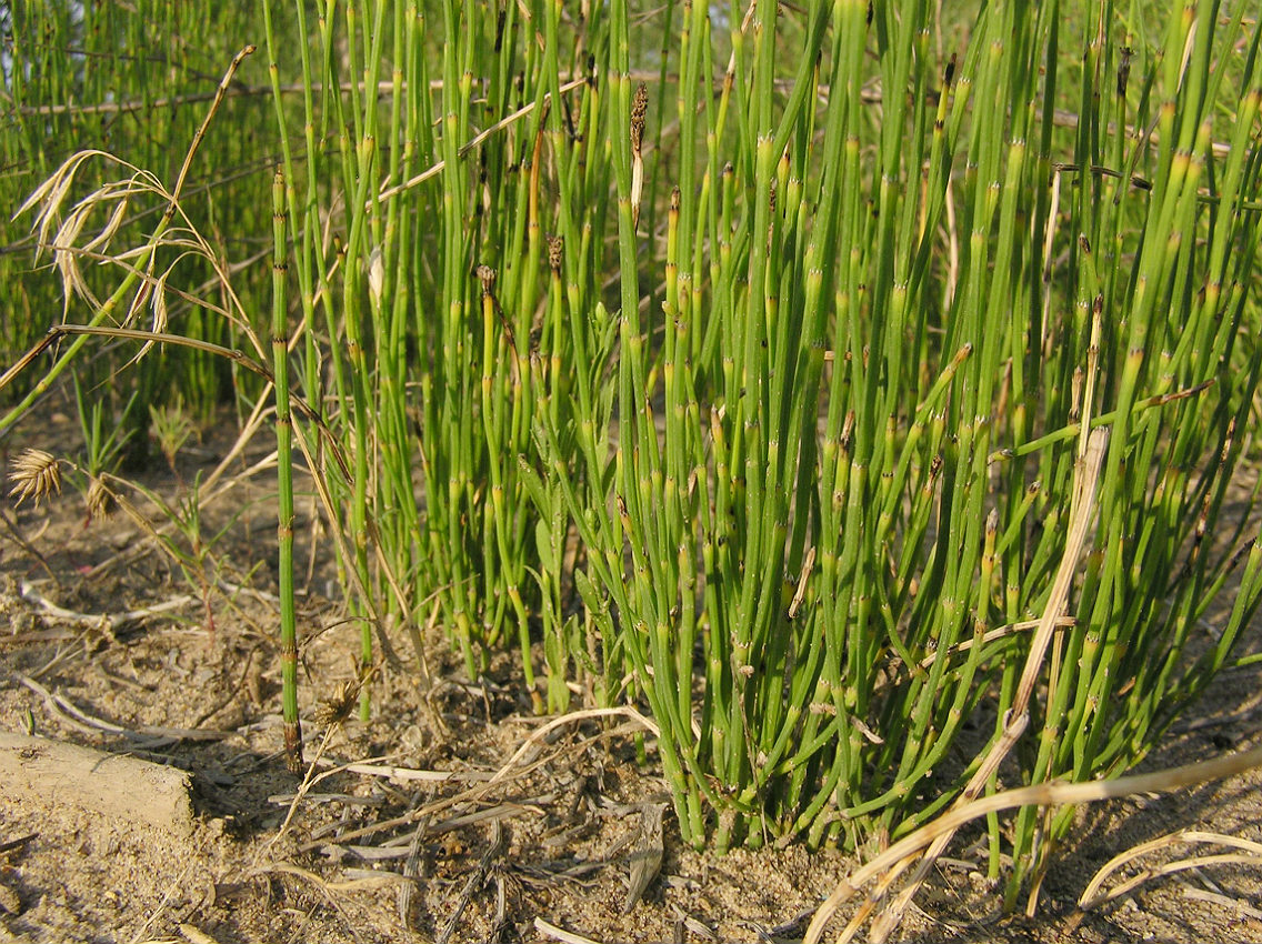 Изображение особи Equisetum ramosissimum.