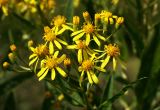 Senecio sarracenicus. Часть общего соцветия. Костромская обл., Судиславский р-н, окр. дер. Володино, кювет автомобильной дороги. 08.08.2015.