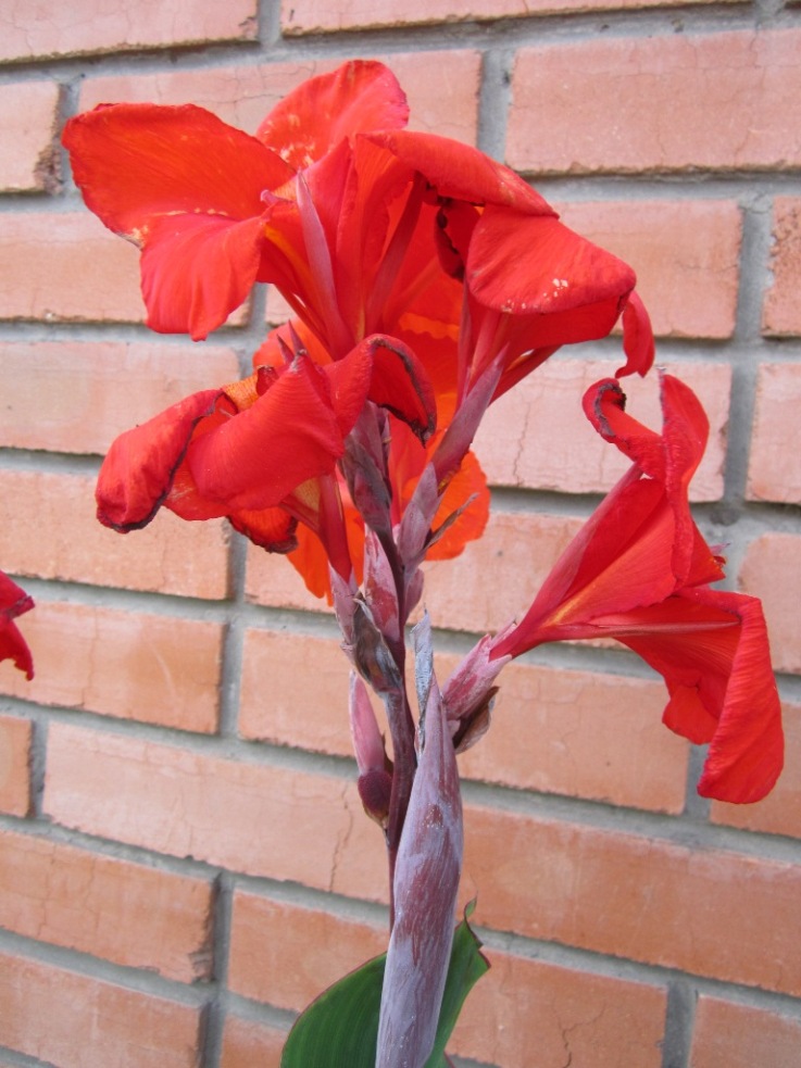 Image of Canna indica specimen.