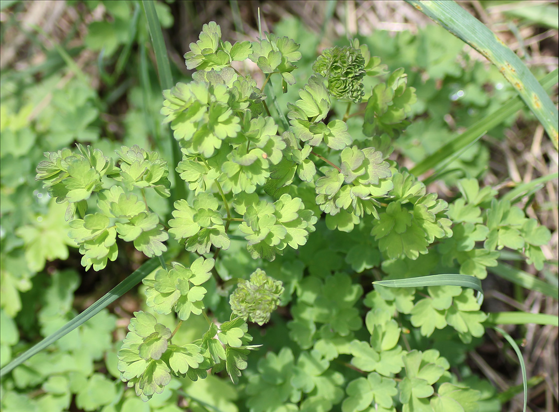 Image of Thalictrum minus specimen.