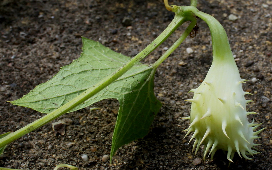 Изображение особи Cyclanthera brachystachya.