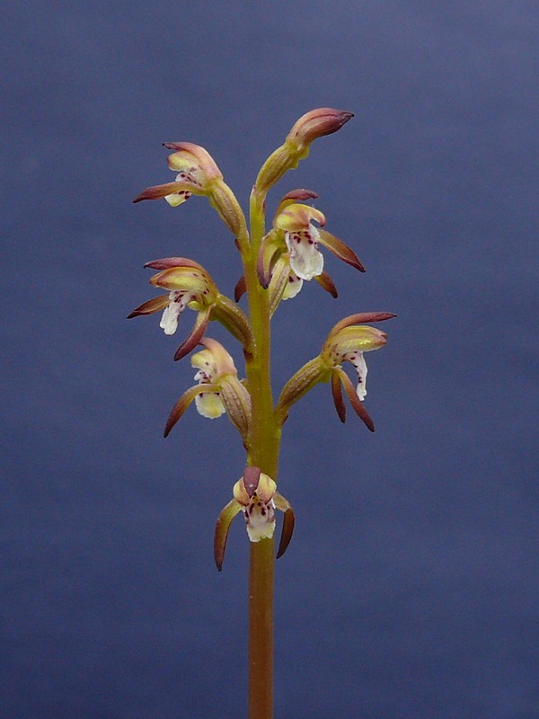 Image of Corallorhiza trifida specimen.