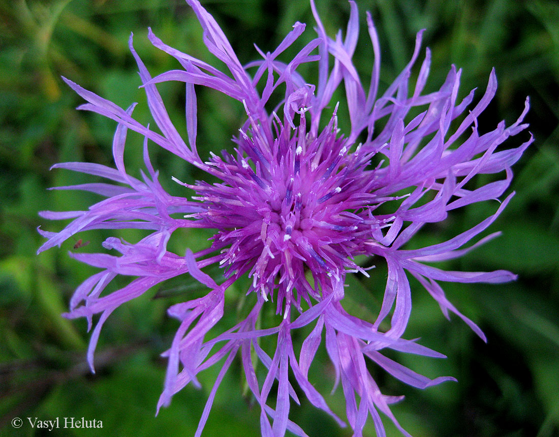 Image of Centaurea carpatica specimen.