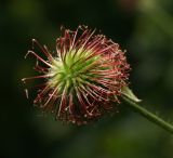 Geum urbanum. Созревший плод. Московская обл., Раменский р-н, окр. ж.-д. платформы Хрипань, просека под ЛЭП. 14.06.2013.
