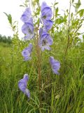 Aconitum ambiguum. Соцветие с завязью (справа внизу). Республика Бурятия, Баунтовский эвенкийский район, окр. пос. Северный, долина р. Има, травяное болото с кустарниками. 06.08.2013.