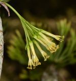 Kleinia neriifolia