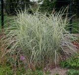 Miscanthus sinensis. Вегетирующее растение ('Variegatus'). Германия, г. Дюссельдорф, Ботанический сад университета. 14.08.2013.