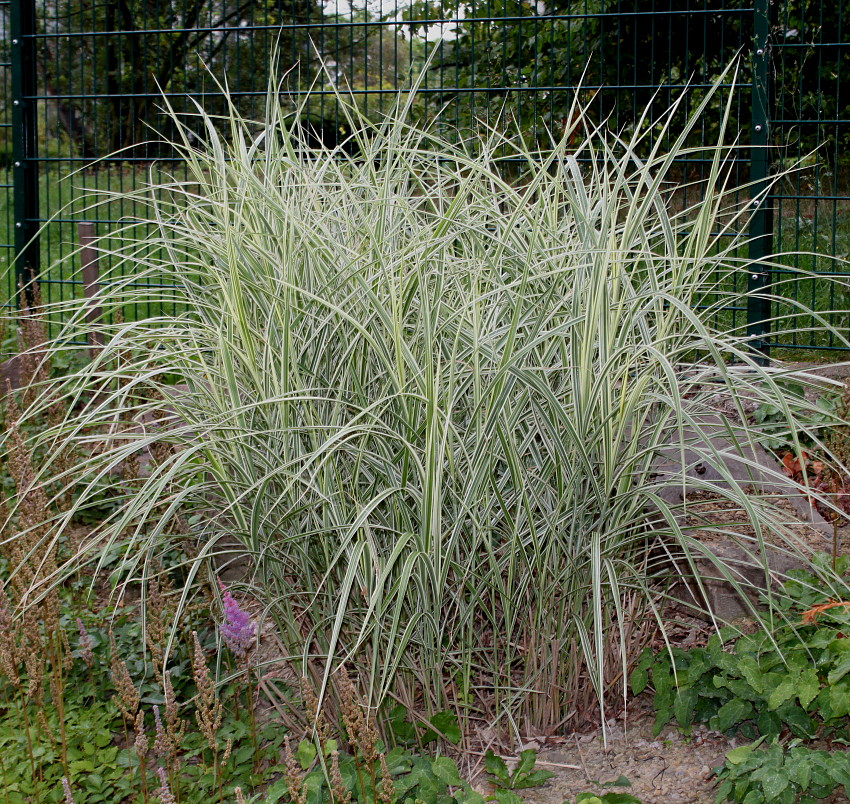 Image of Miscanthus sinensis specimen.