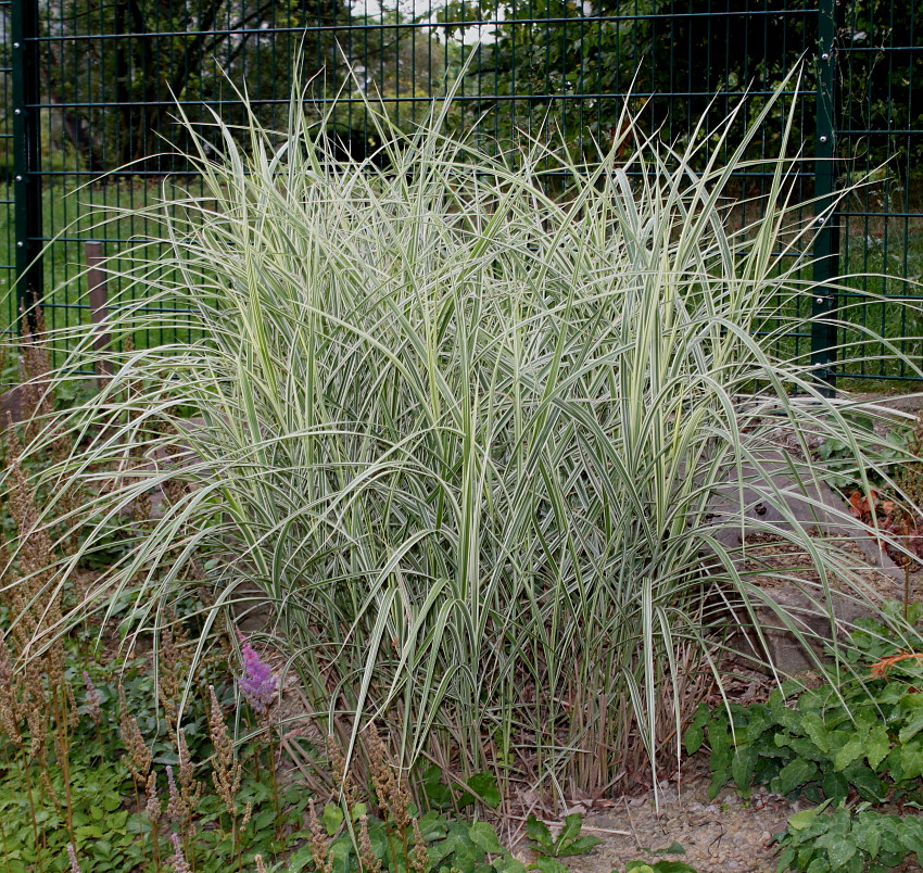 Изображение особи Miscanthus sinensis.