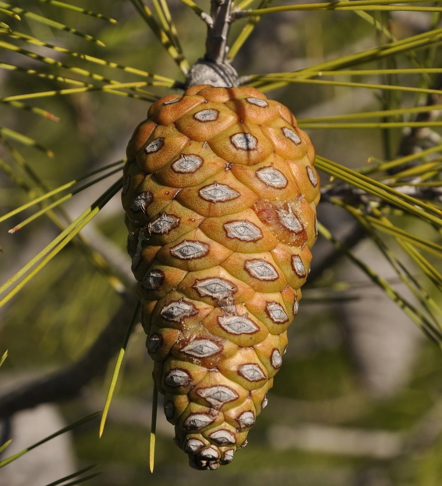 Изображение особи Pinus halepensis.
