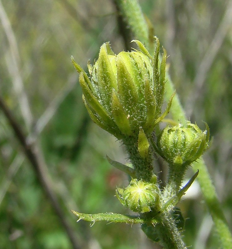 Image of Picris hieracioides specimen.