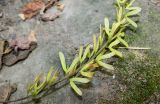 Acer cissifolium