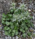 Eryngium variifolium