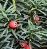Taxus baccata
