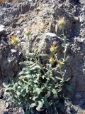 Centaurea salonitana