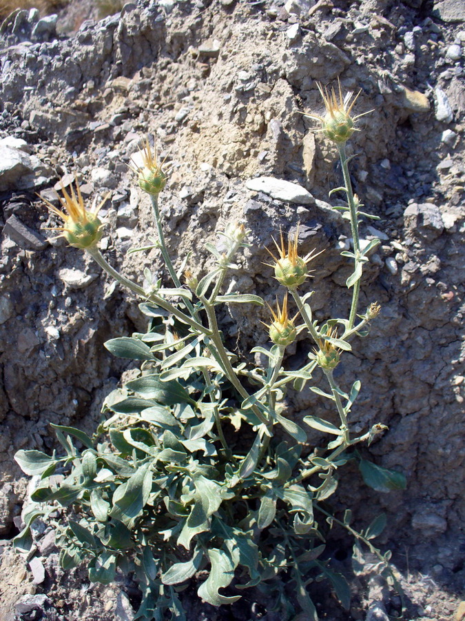 Image of Centaurea salonitana specimen.