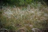 род Stipa