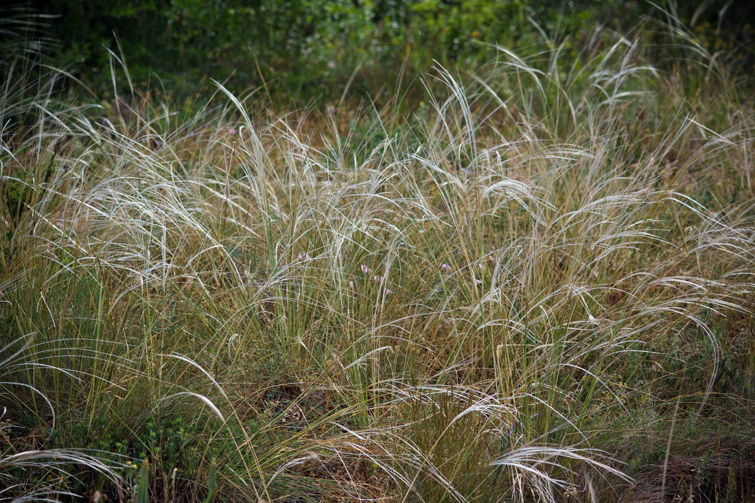 Изображение особи род Stipa.