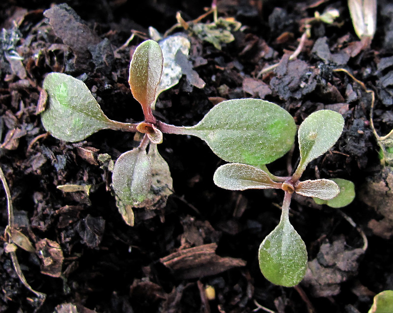 Image of Erysimum cheiranthoides specimen.