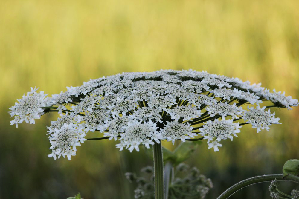 Изображение особи Heracleum sosnowskyi.