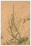 Artemisia marschalliana. Цветущее растение. Республика Татарстан, Волжско-Камский заповедник. 30.06.2009.
