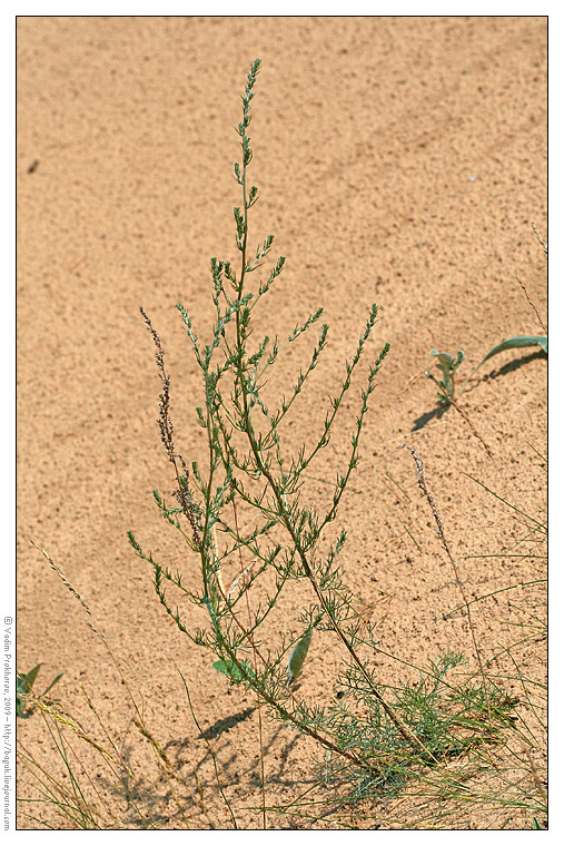 Изображение особи Artemisia marschalliana.