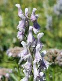 Aconitum leucostomum. Верхушка соцветия. Восточно-Казахстанская обл., г. Риддер, окр. Малоульбинского вдхр., склон сопки. 29.07.2008.