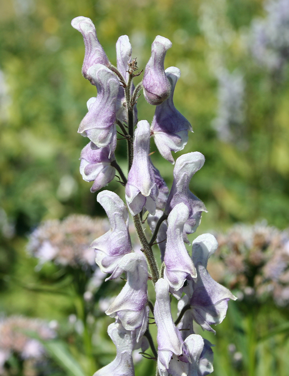 Image of Aconitum leucostomum specimen.