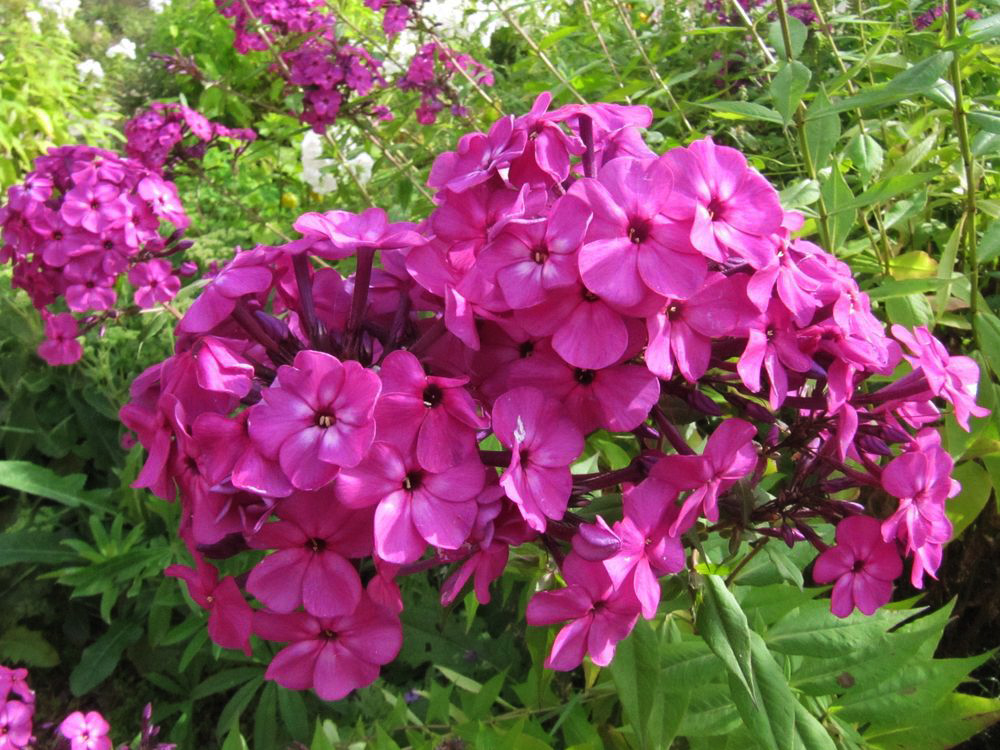 Изображение особи Phlox paniculata.