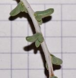 Traganum nudatum