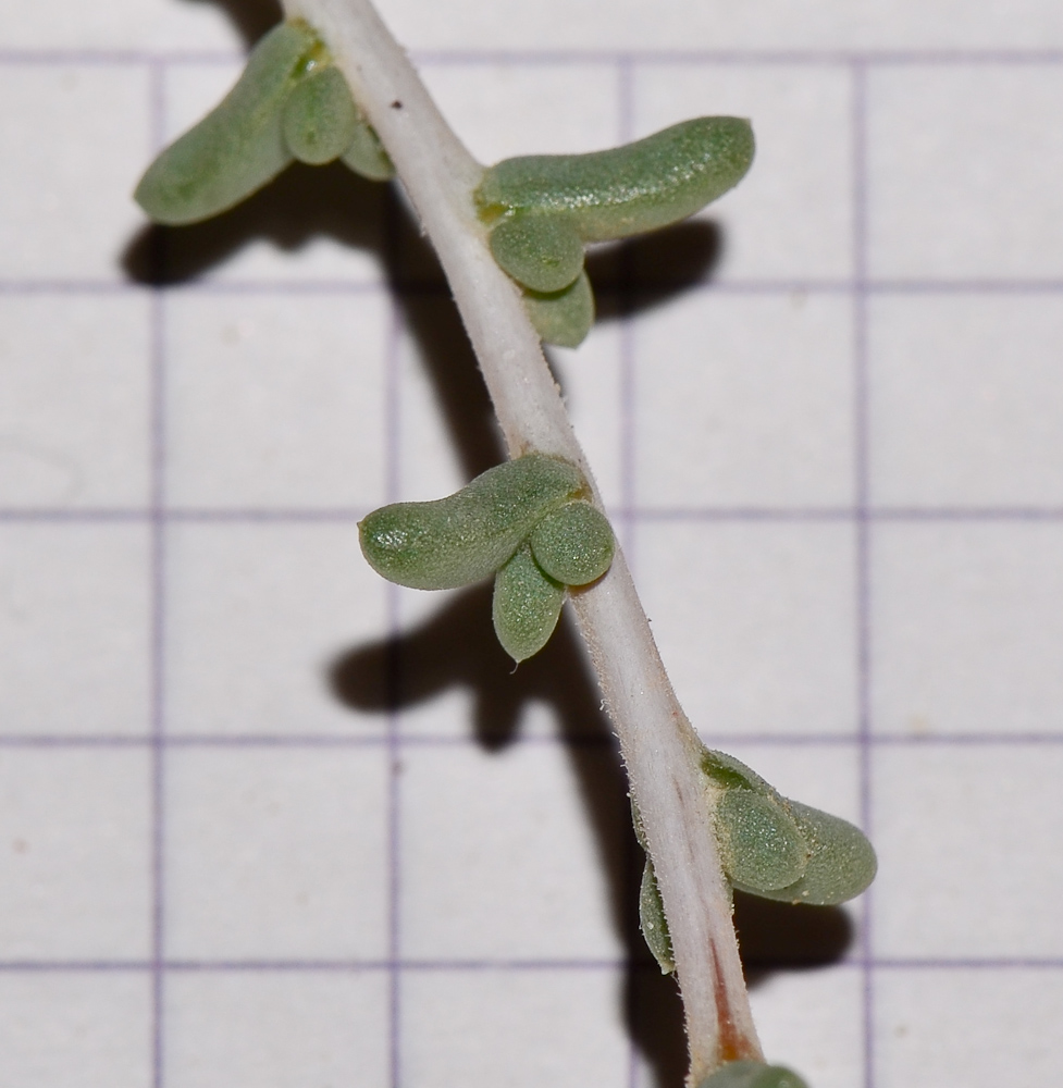 Image of Traganum nudatum specimen.